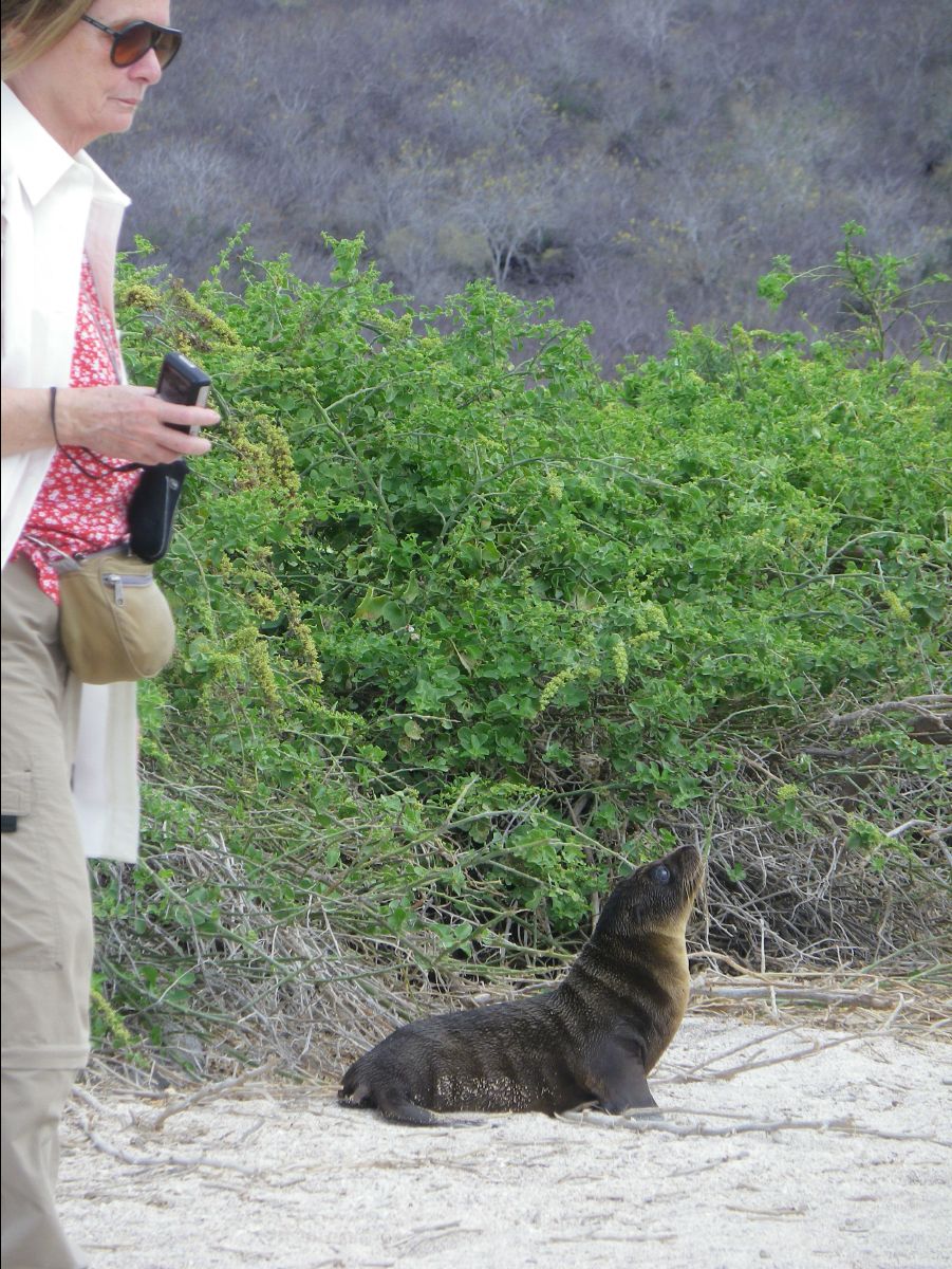 Sea Lions108